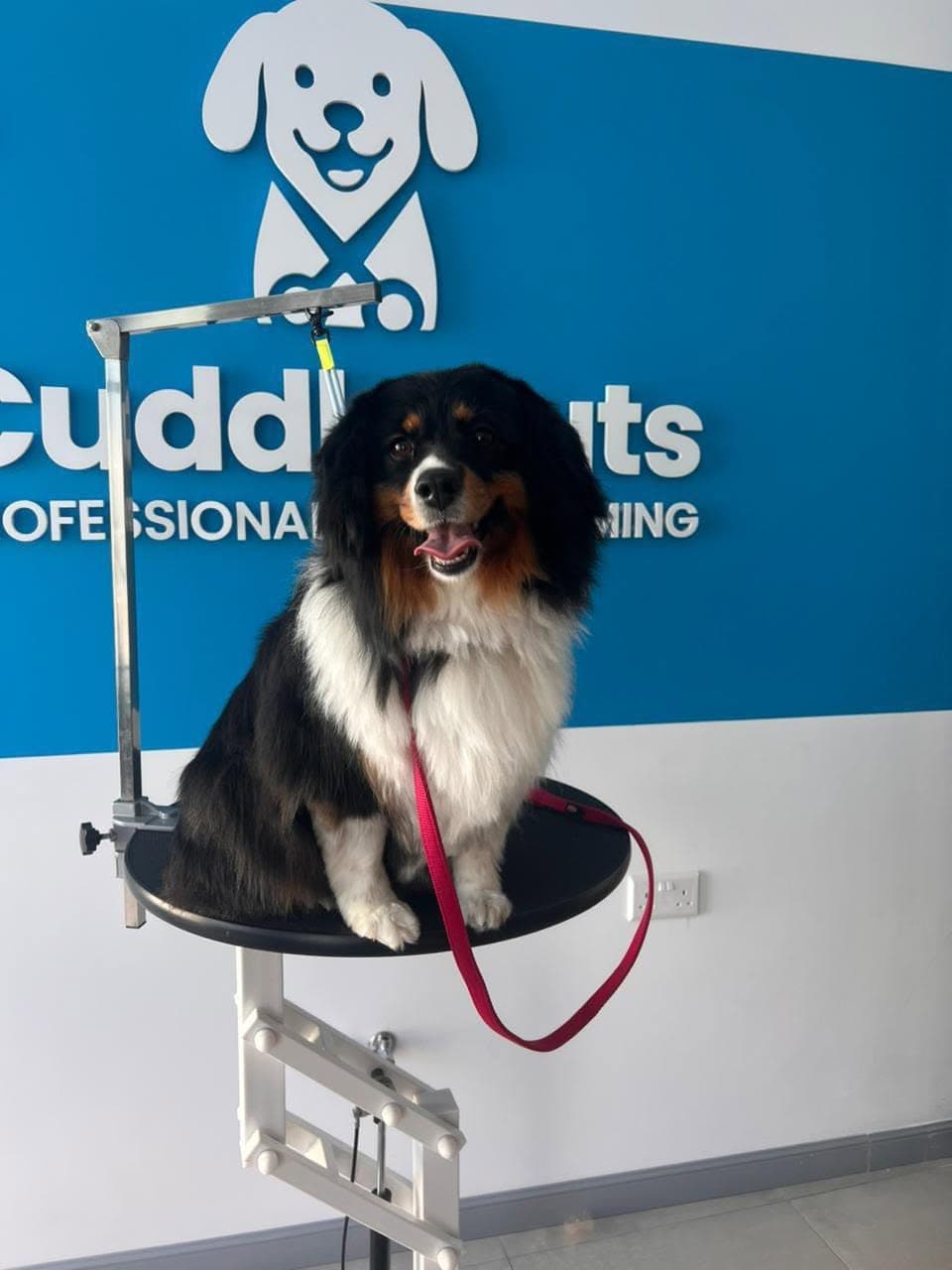 A Bernese Mountain Dog sitting on a grooming table in front of the CuddleCuts sign.