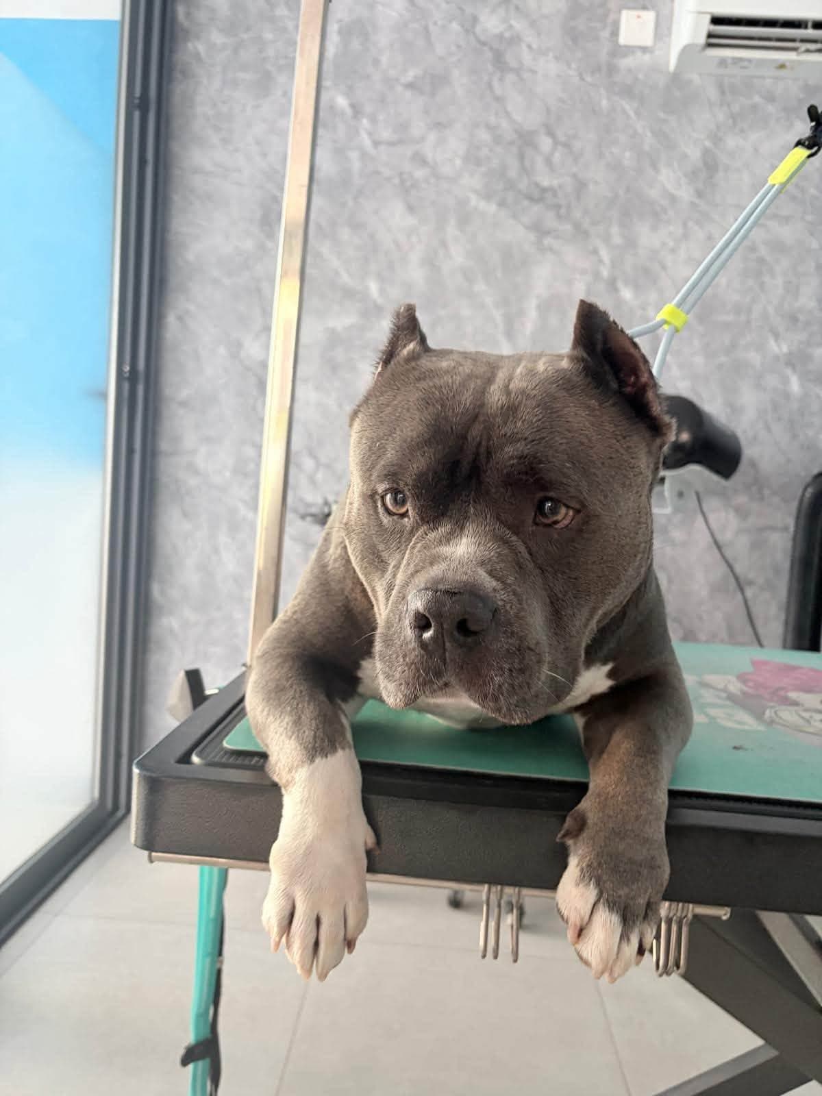 A grey bully breed dog resting its paws over the edge of a grooming table.