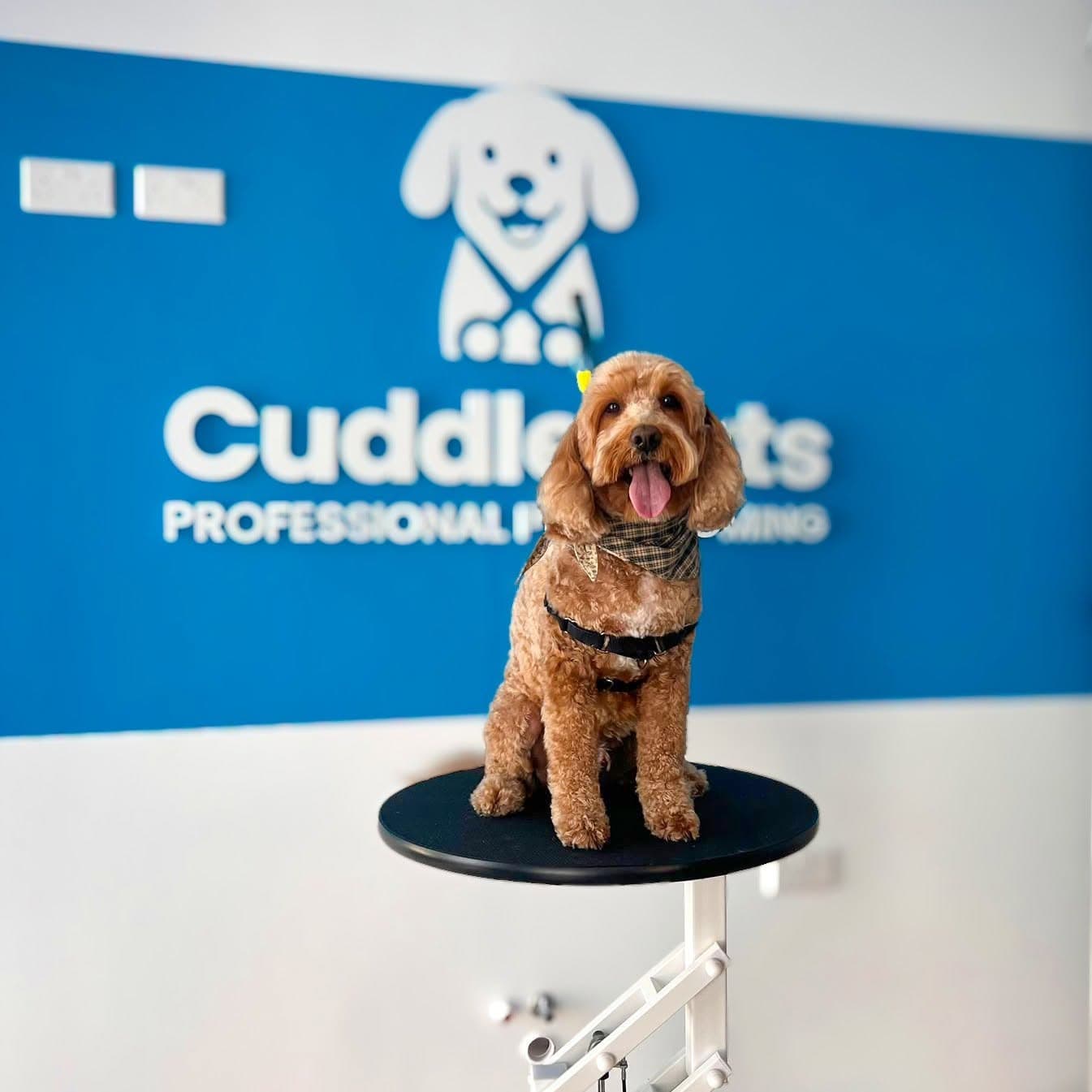 A tan Cockapoo wearing a bandana and sitting on a grooming table after a CuddleCuts groom.
