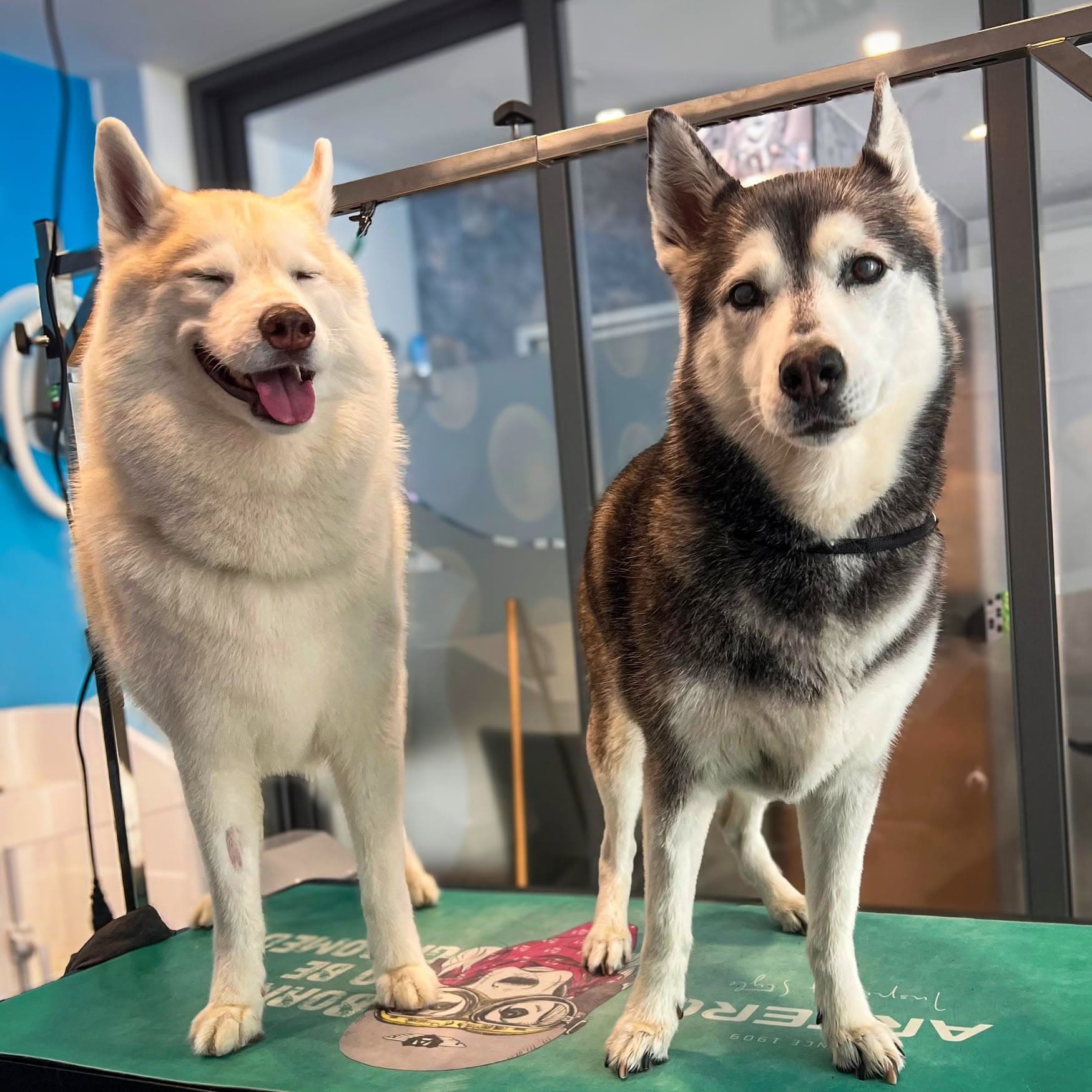 Two huskies standing side by side on a grooming table after coat care.
