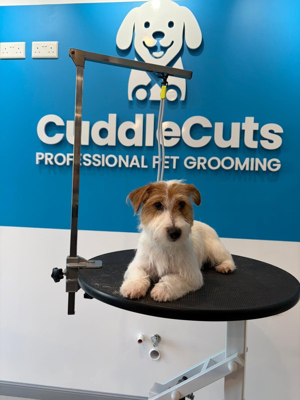 A small white and tan Jack Russell Terrier lying calmly on a CuddleCuts grooming table.