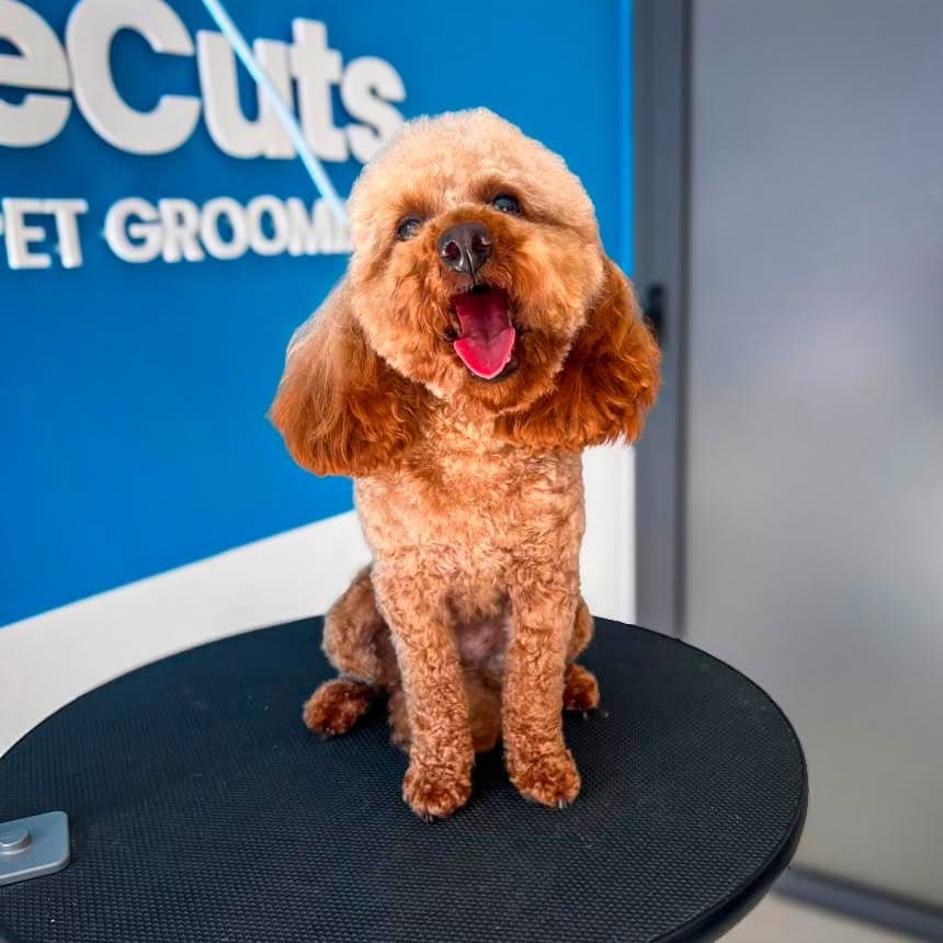 A freshly groomed tan Toy Poodle smiling on a black grooming table.