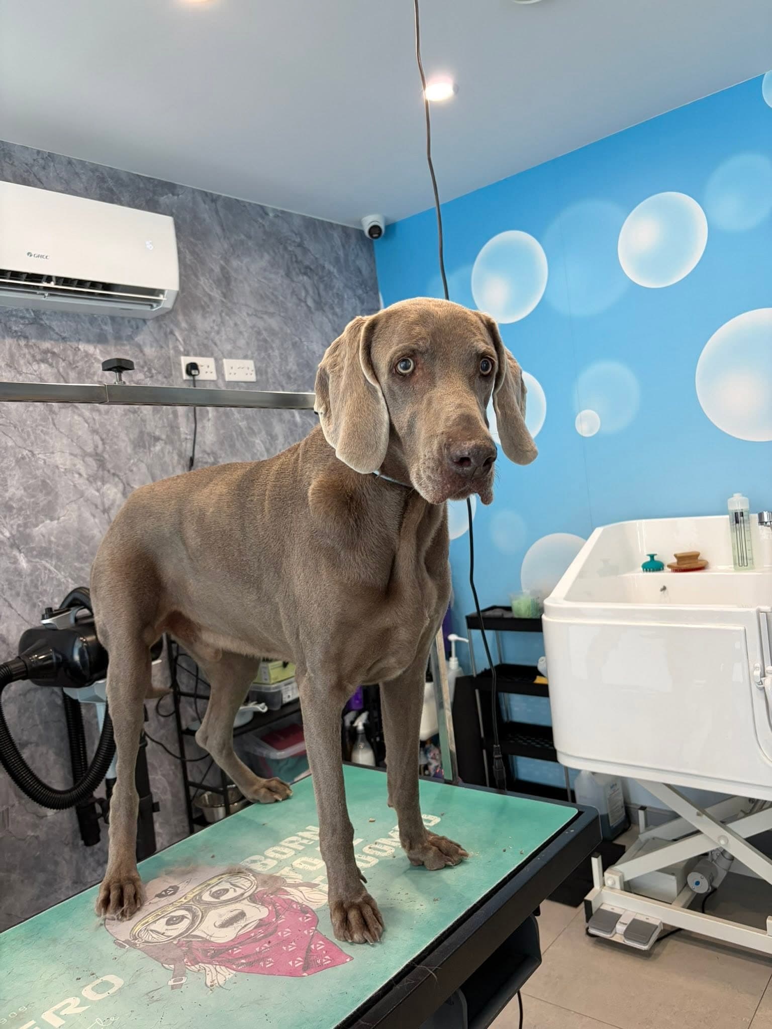 A grey Weimaraner standing on a grooming table inside the CuddleCuts salon.