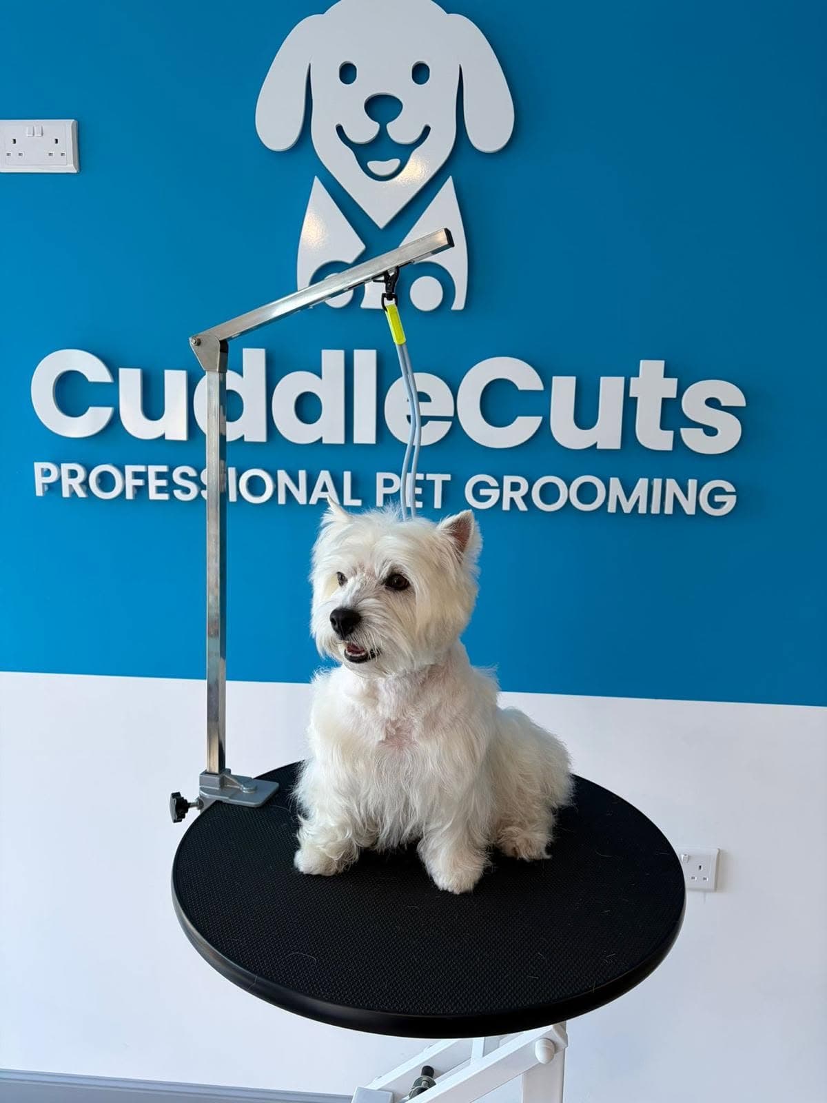 A white West Highland White Terrier sitting on a grooming table in front of the CuddleCuts wall sign.